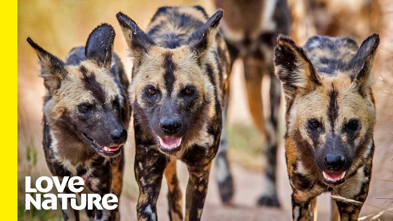 Meet The Largest Wild Dog Pack at South Luangwa | Love Nature