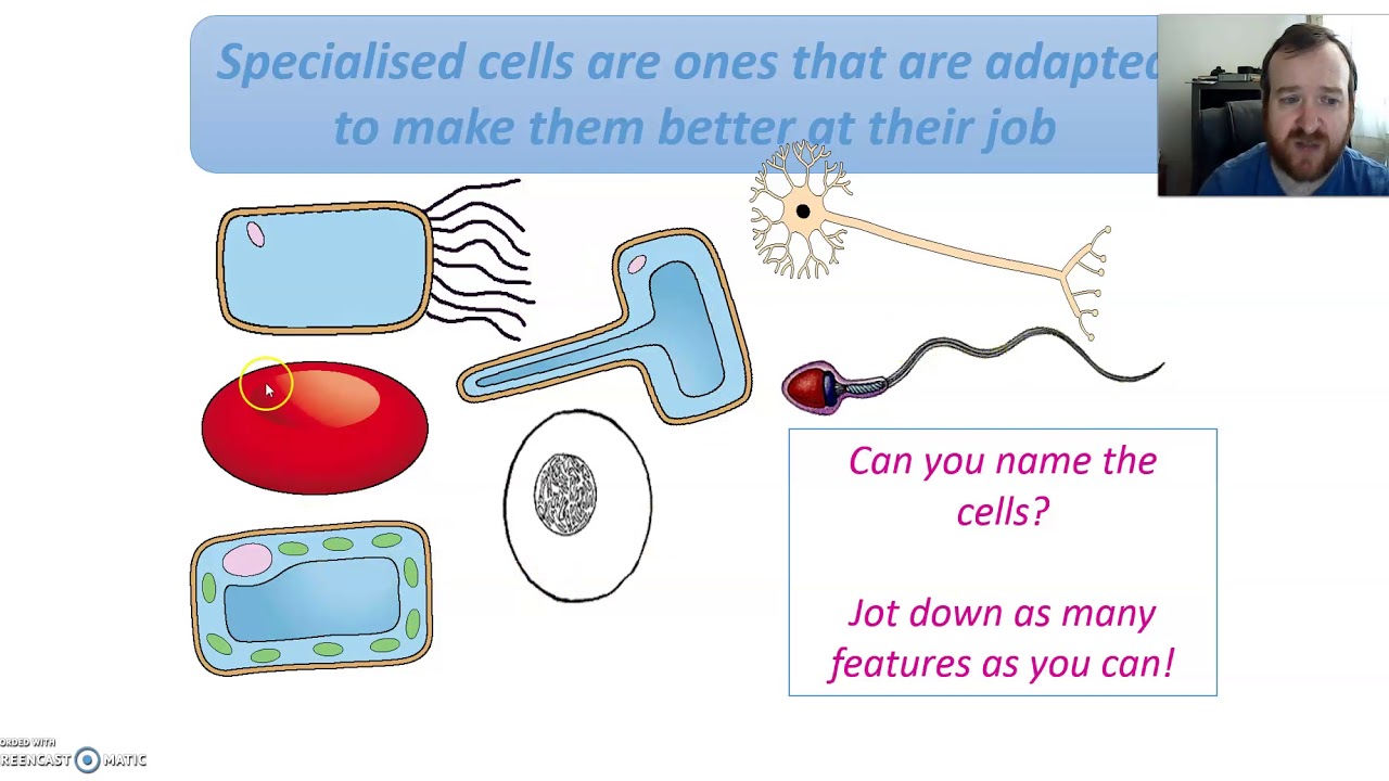 Year 7: Specialised cells