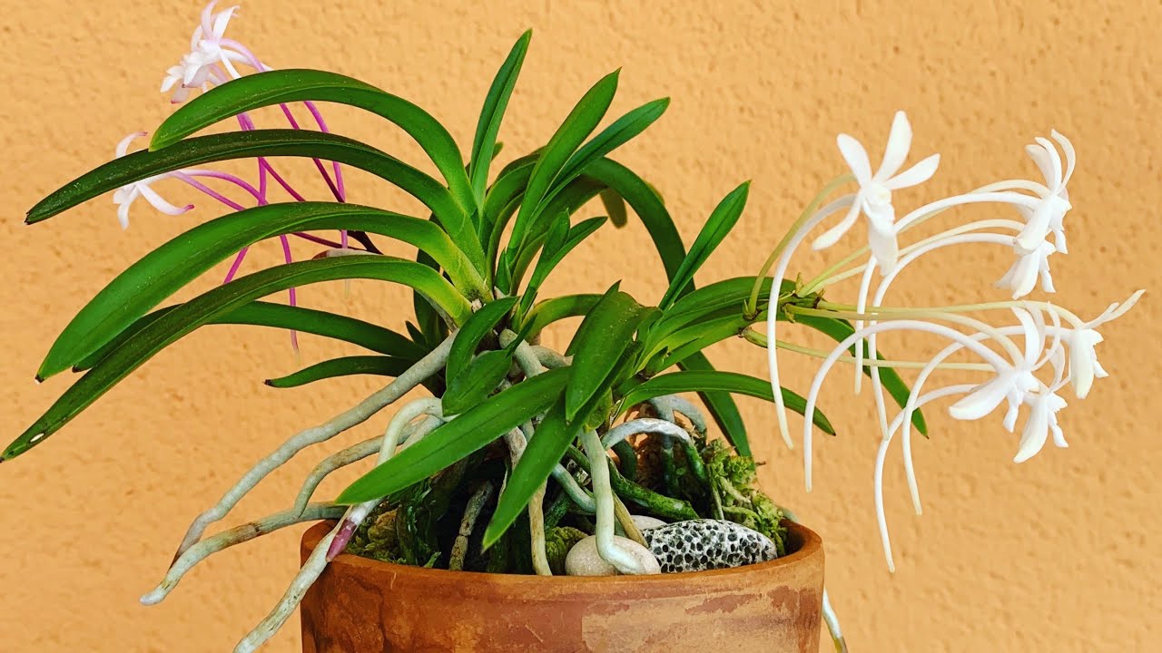 Неофинетия. Neofinetia falcata ,уход за орхидеей