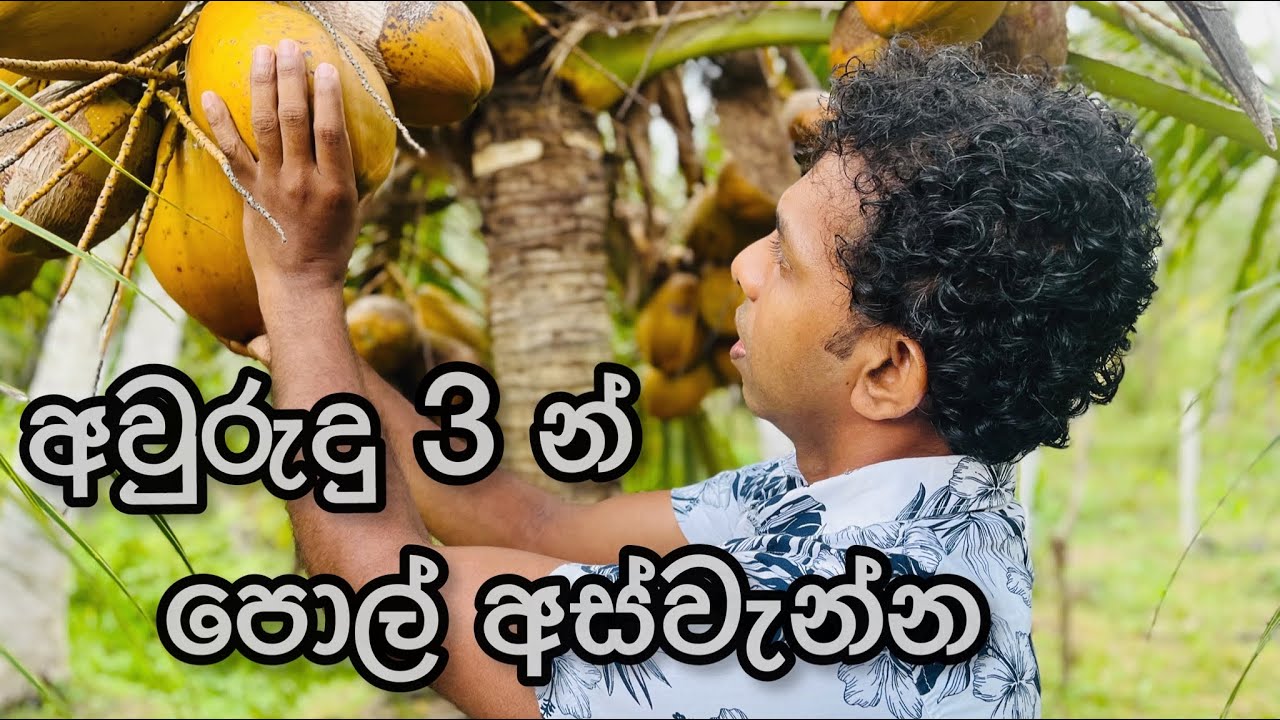 අවුරුදු 3න් පොල් අස්වැන්නක් ලබා ගනිමු…