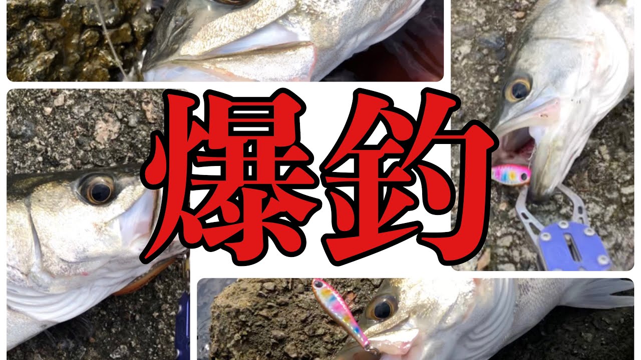 【爆釣】秋の荒食いシーバス！？