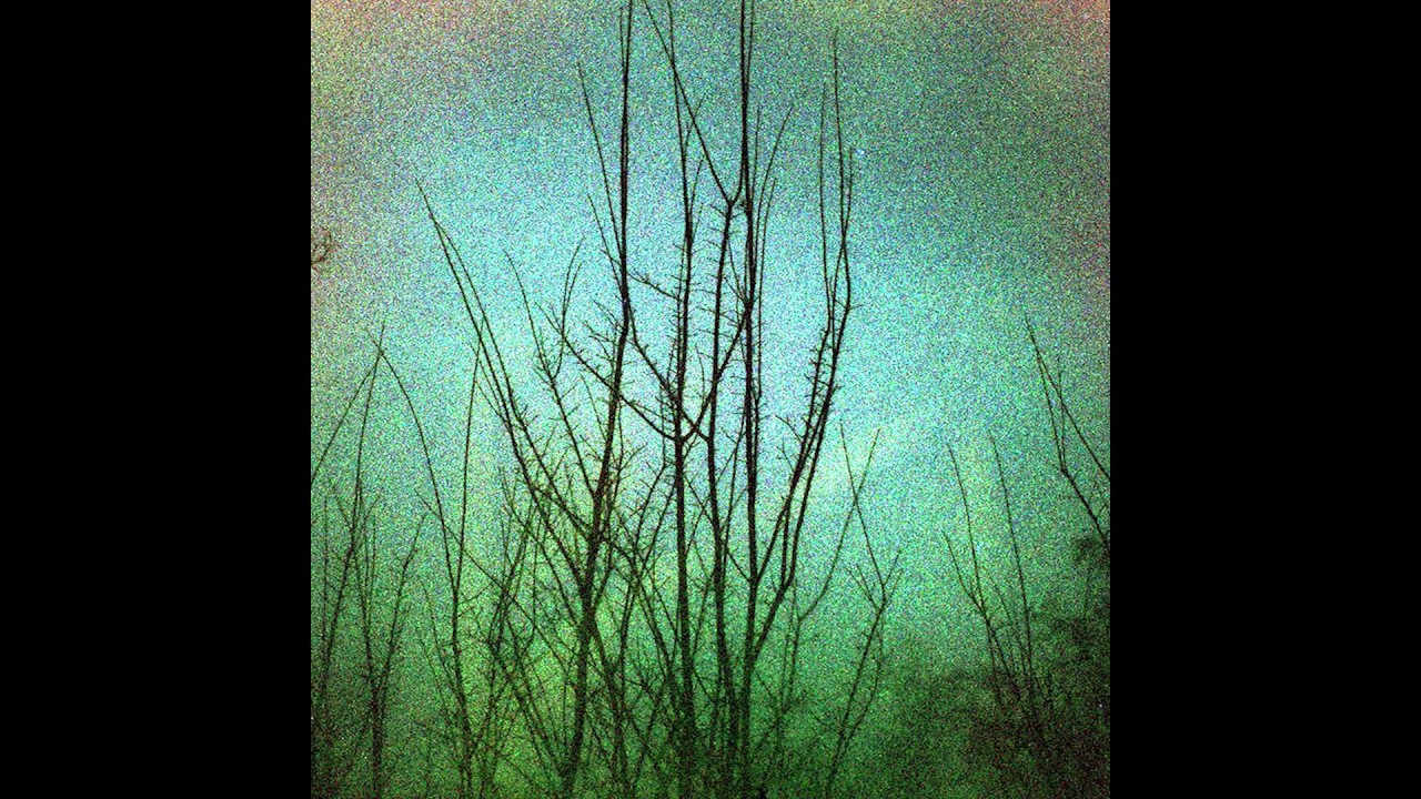 Orchid Mantis - It Was Gone