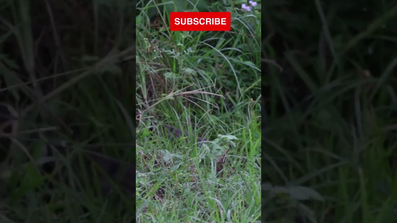 King Cobra Vs Python 