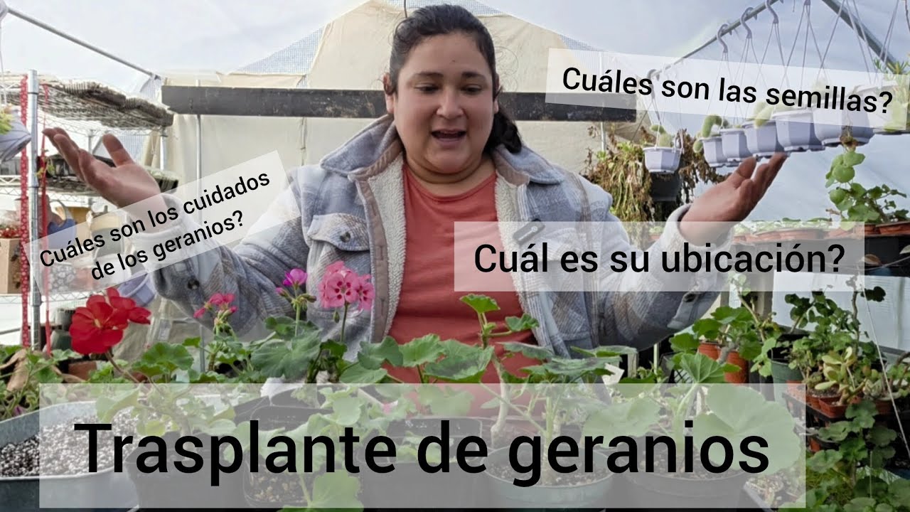 Trasplantando geraños y sus cuidados