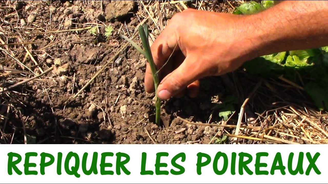 REPIQUER LES POIREAUX