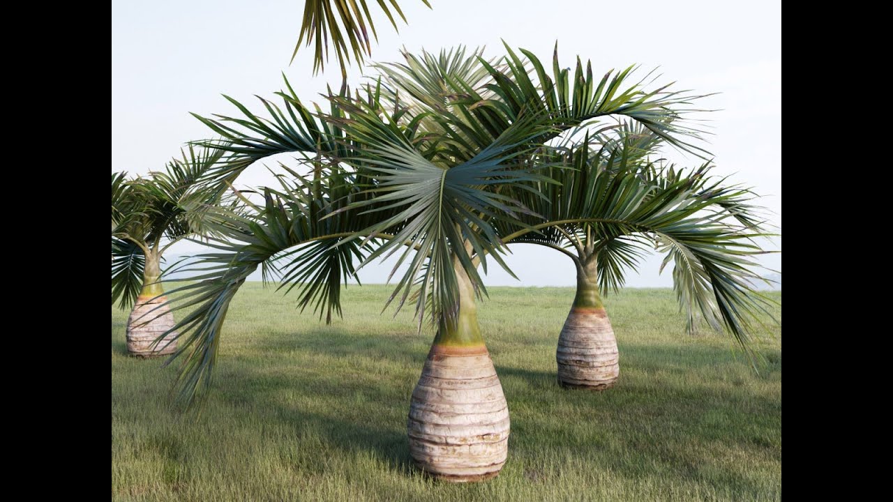 #Кариота #Caryota #Кокос #Cocos #Маскарена #Mascarena Houseplants104 Комнатные растения104