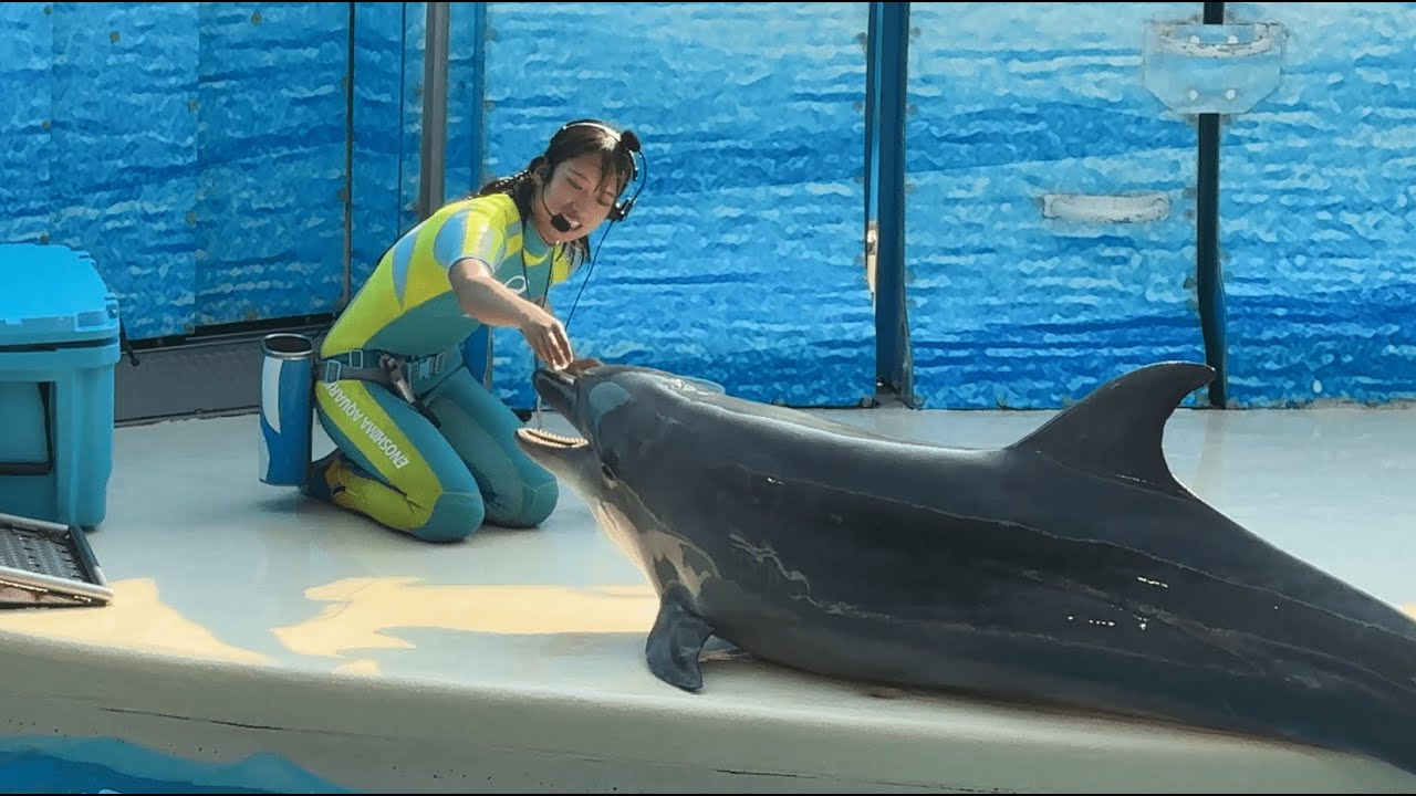 新江ノ島水族館 えのすい イルカショー  