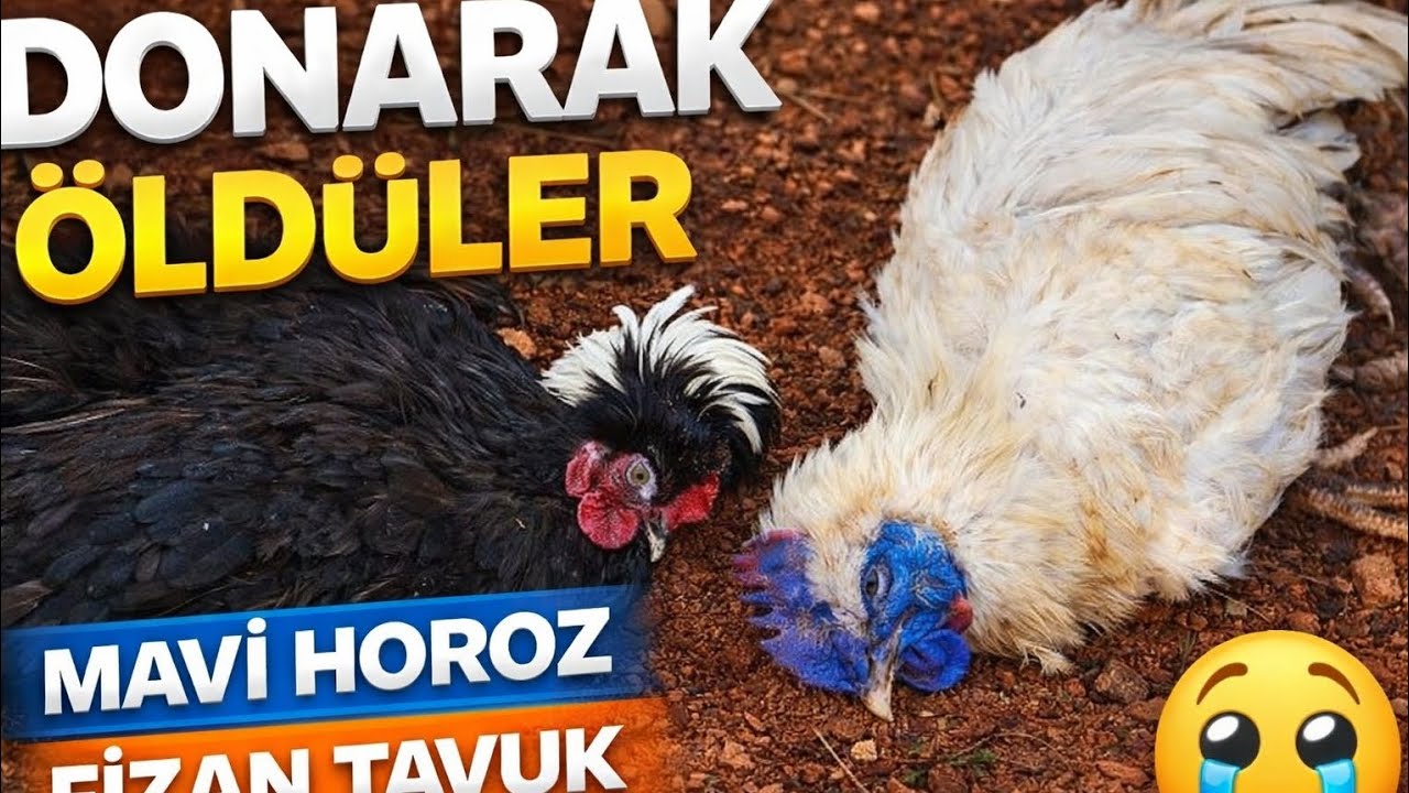 DONARAK ÖLDÜLER… Mavi Horozumu ve Fizan Tavuğumu Kaybettim ❄️🐔