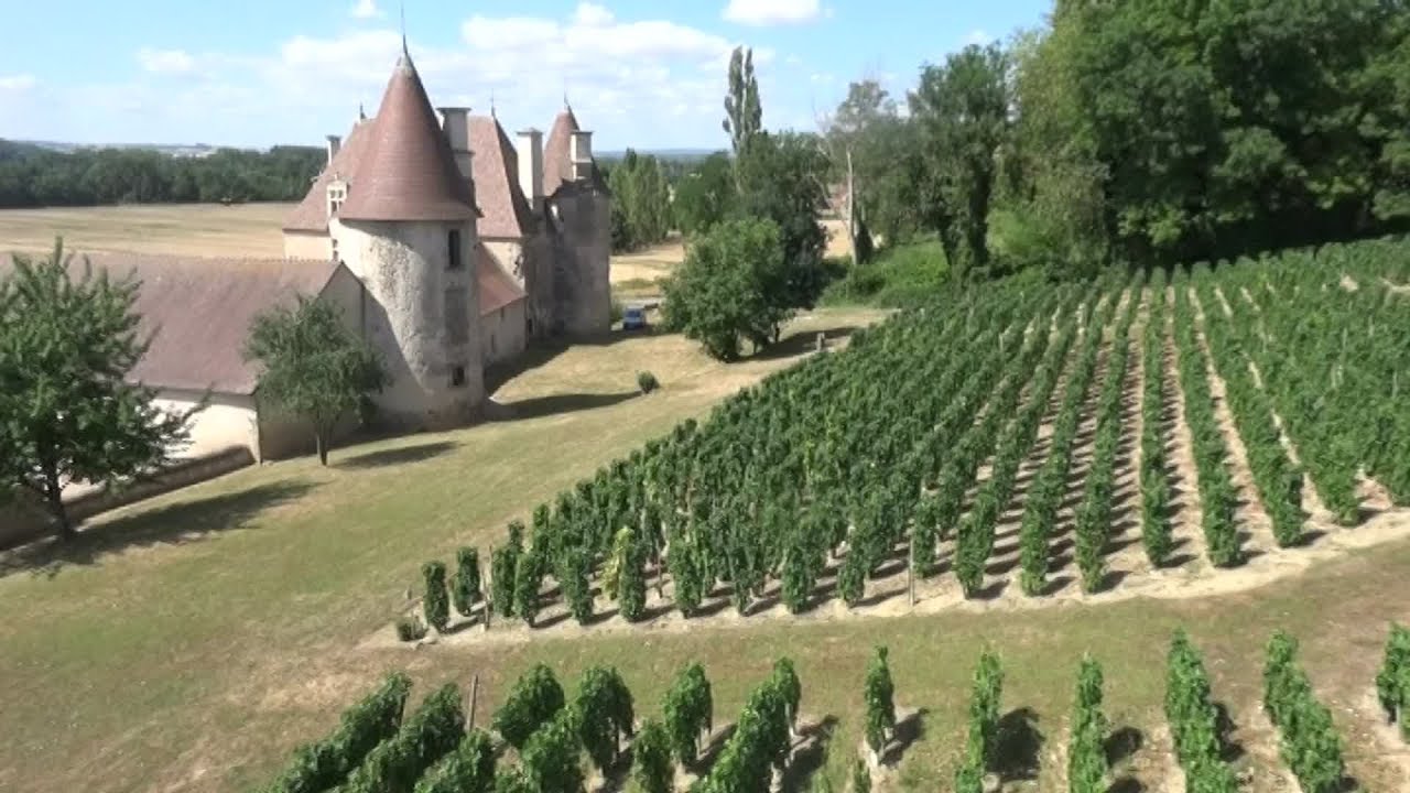 Allier : à la découverte du conservatoire des cépages anciens de Saint-Pourçain