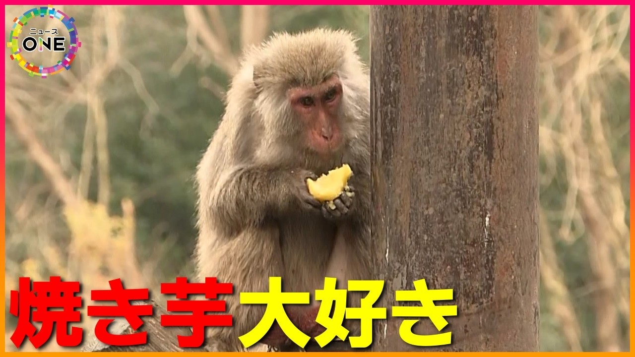 【WEB特別長尺版】アツアツの焼き芋を水で冷ますサルも…恒例の｢焚き火にあたるサル」日本モンキーセンター ワオキツネはストーブに手を出して温まる