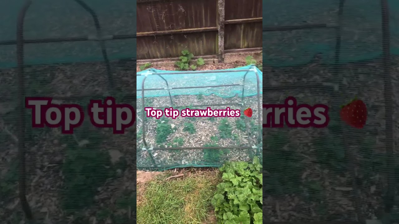 Protecting strawberries 🍓 #allotmentlife #growyourownfood #allotment