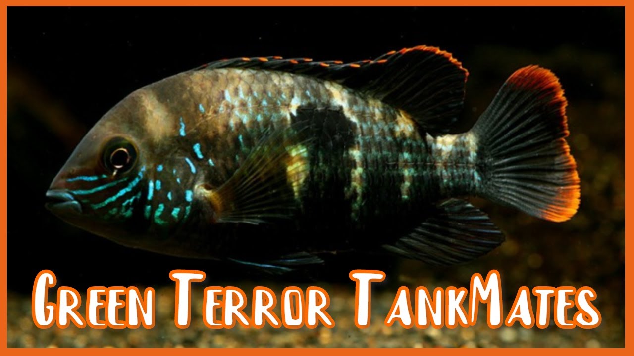 Best Tankmates for Green Terror Cichlids