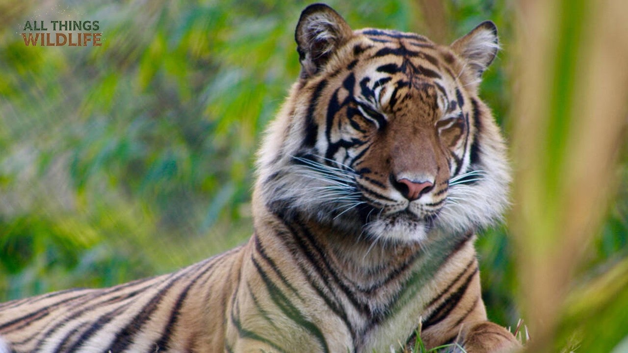 The Secret Life of the Ghost Tiger: Sumatran Tiger Conservation