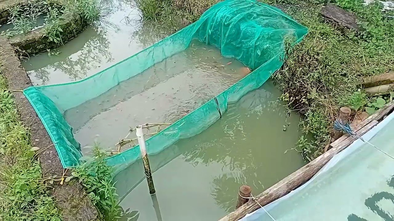 Pemindahan bibit nila umur 4 bulan dari menetas ke kolam bioflok