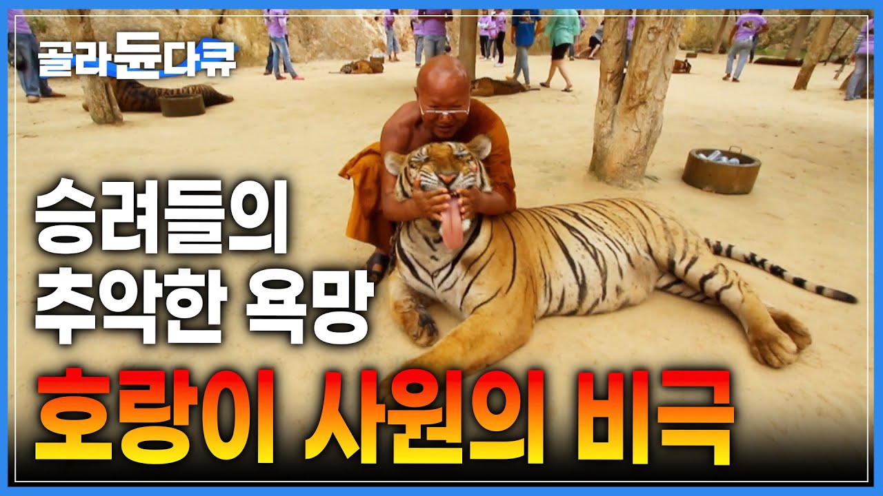 관광객들의 피에로가 된 호랑이 🐯 | 태국 호랑이 사원의 진실 | 동물 학대 | 다큐프라임 | #골라듄다큐