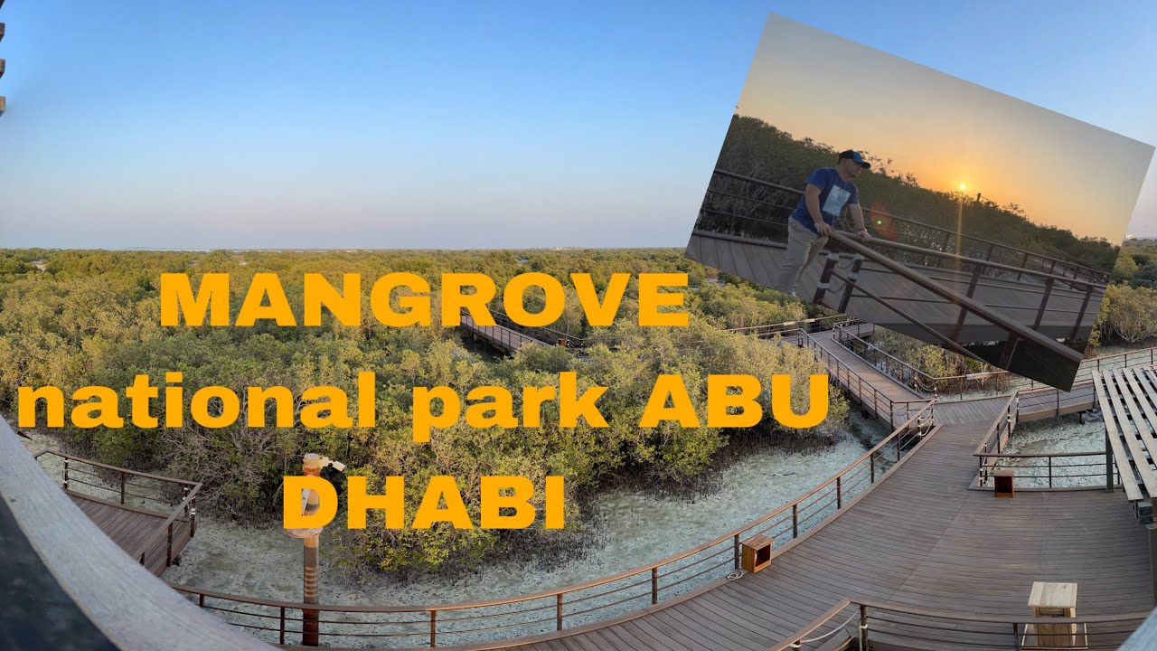 JUBAIL MANGROVE PARK |ABU DHABI