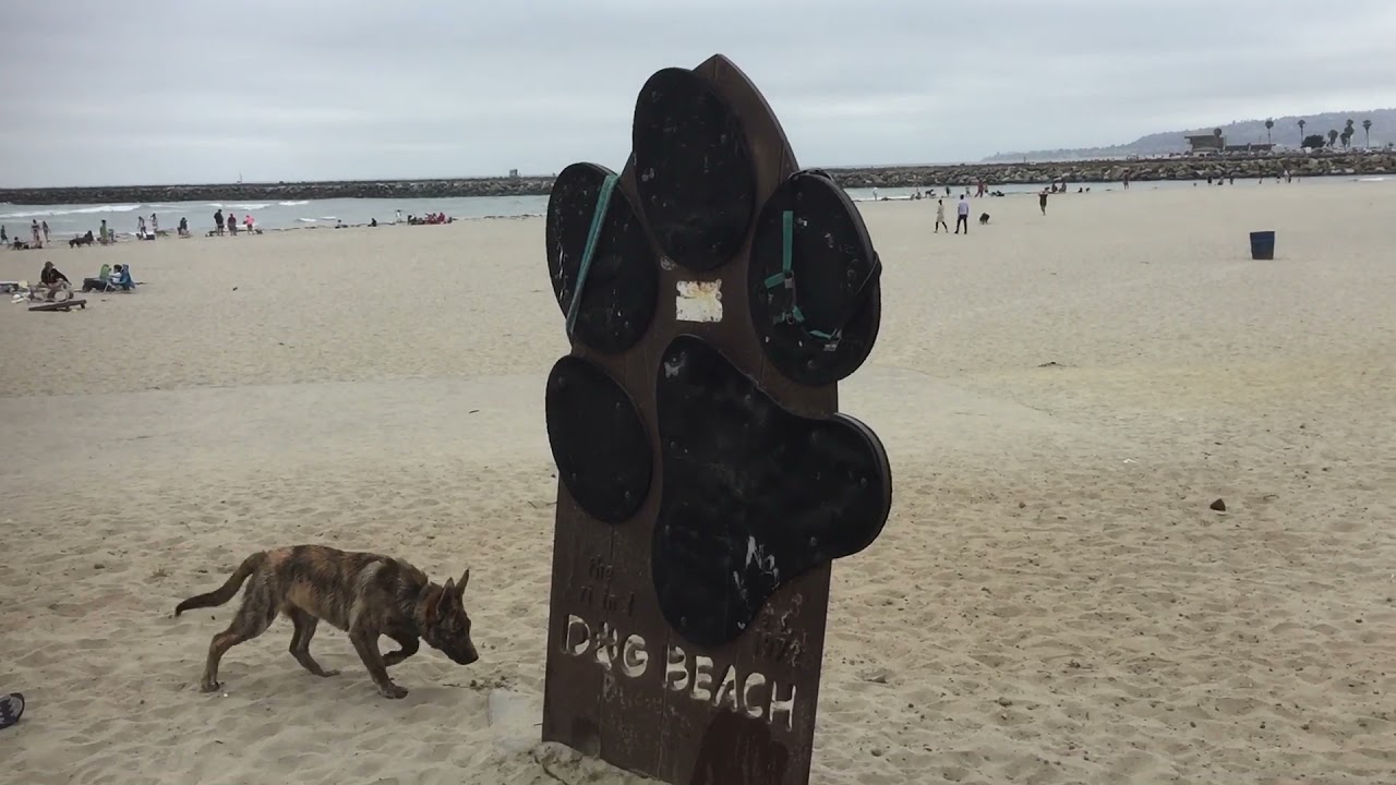 The best dog park in California Dog Beach San Diego. AWEsome Adventures AWE