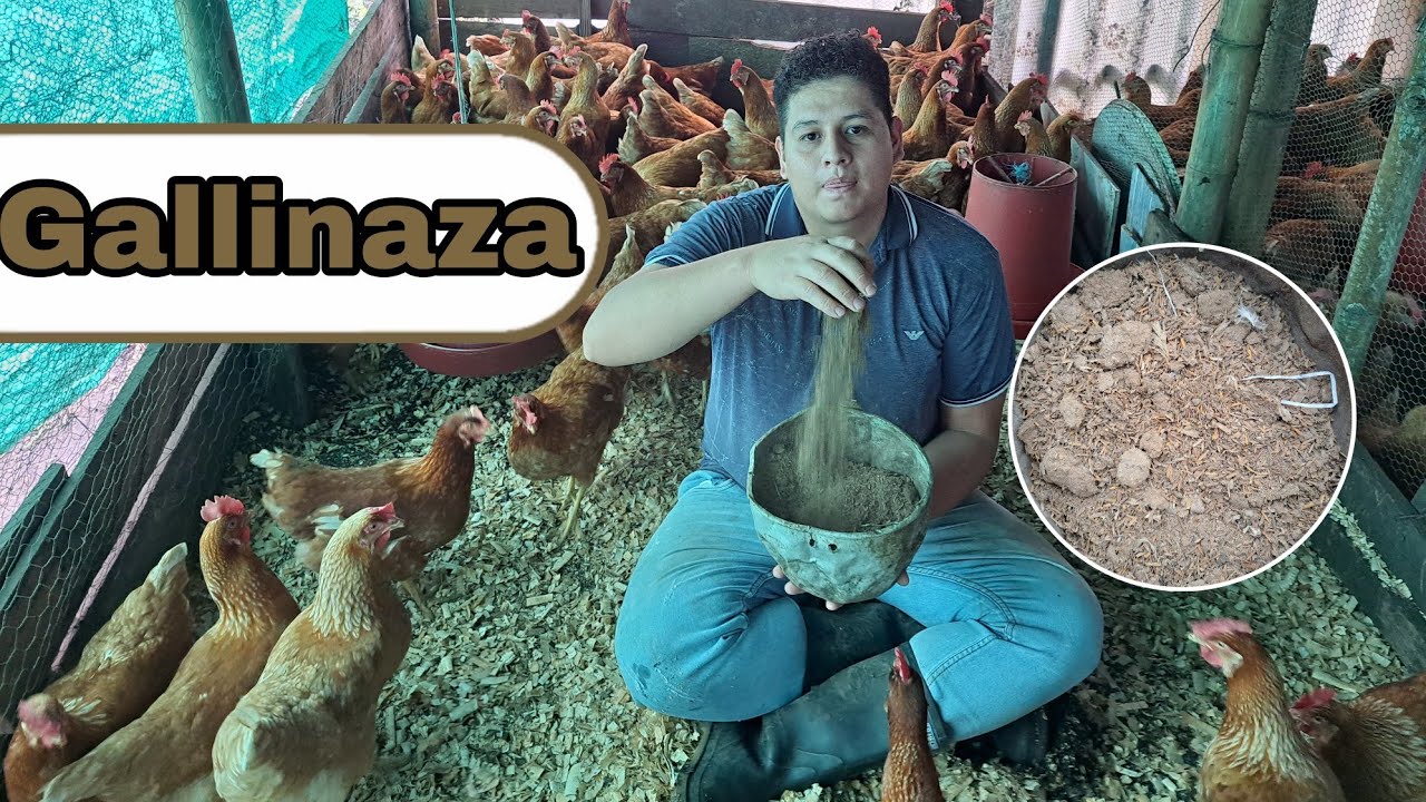 Aprende como realizar la Gallinaza excelente abono orgánico.