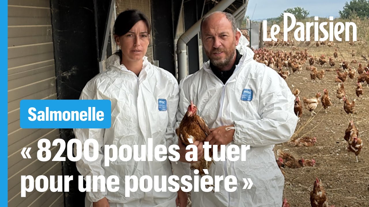 Ces éleveurs obligés de tuer leurs 8200 poules pour une poussière contenant de la salmonelle