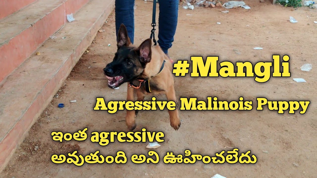 Aggressive Malinois Puppy #mangli #support #viral #dogs  @BalusK9Dogtraining