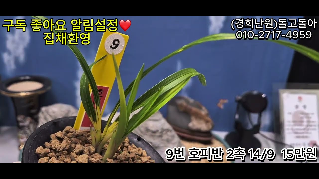 0221 남산관 서반단엽 황금송 산반단엽 무명자두화 장단엽서반 대대로 춘향금 호피반 산반중투 청옥산 금난부