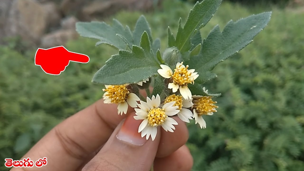 ఈ మొక్క గురించి ఎవ్వరికీ తెలియని సీక్రెట్ ఇదే ! || About tridax procumbens(Gaddi Chamanthi)