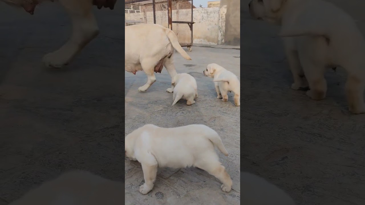 labrador puppy  #labrador #puppy #cute 9896504757
