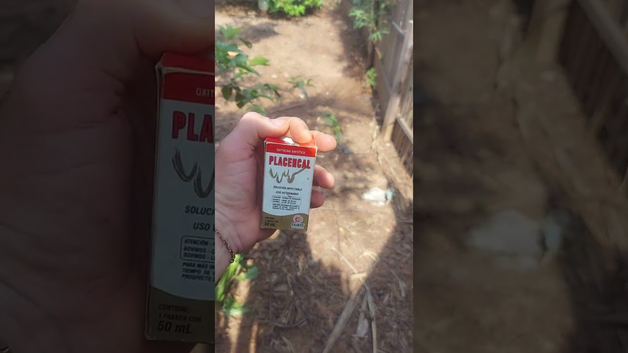Dica de como fazer suas galinhas começarem a botar.