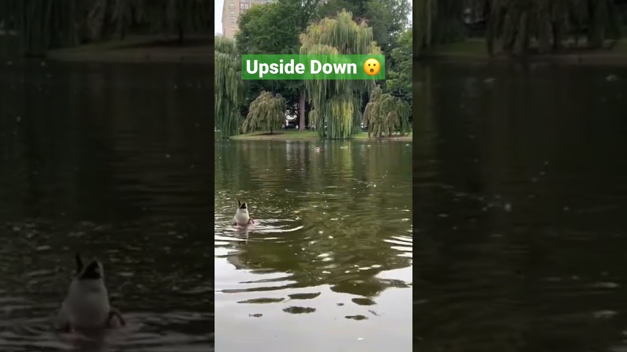 Upside Down Duck 😮 wow #duck #birdwatching #boston #centralpark #manhattan #nyc #bostonconmon