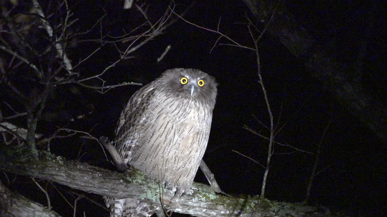 北海道のシマフクロウ Blakiston's fish owl (shot on SONY NEX FS700)
