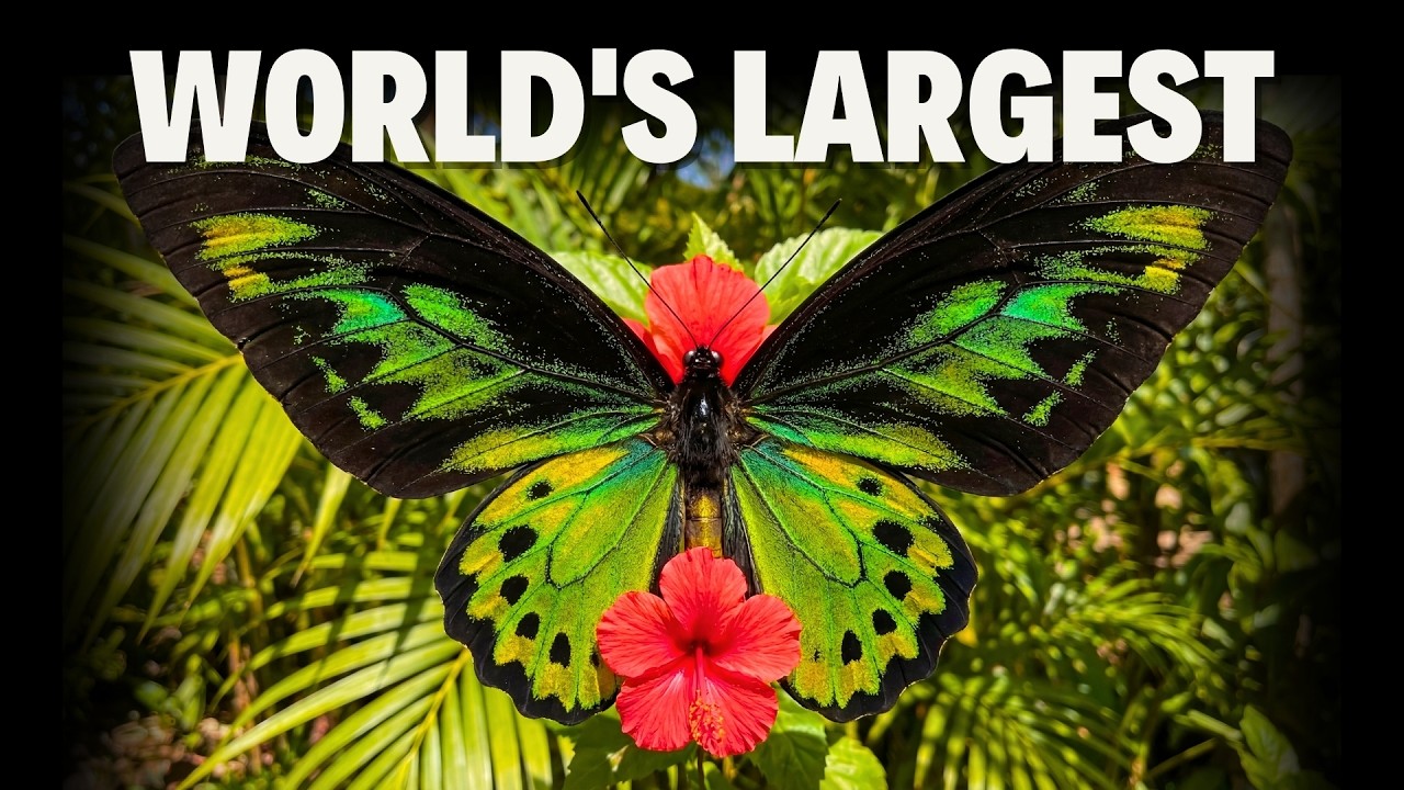 🦋 10 Butterflies That Look Unreal in Nature (#10 is Giant!)