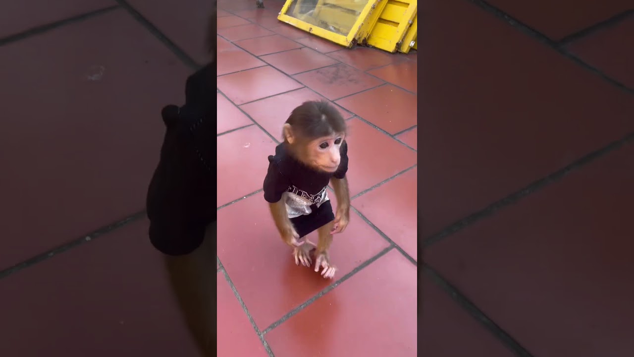 #monkeyabi #abithemonkey #monkey #babymonkey #cute #funny #family #animals ##drama