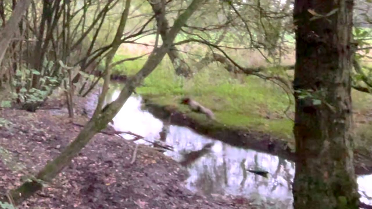 Springer puppy's massive long jump!