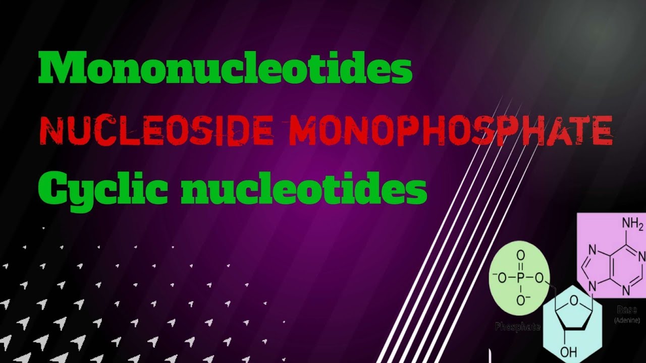 Part 03 Mononucleotides Nucleoside monophosphate Cyclic nucleotides
