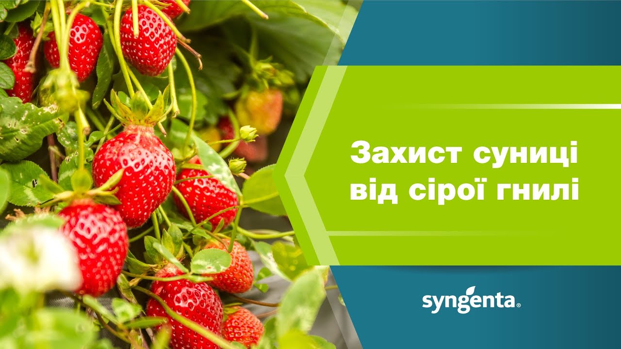 Захист суниці від сірої гнилі