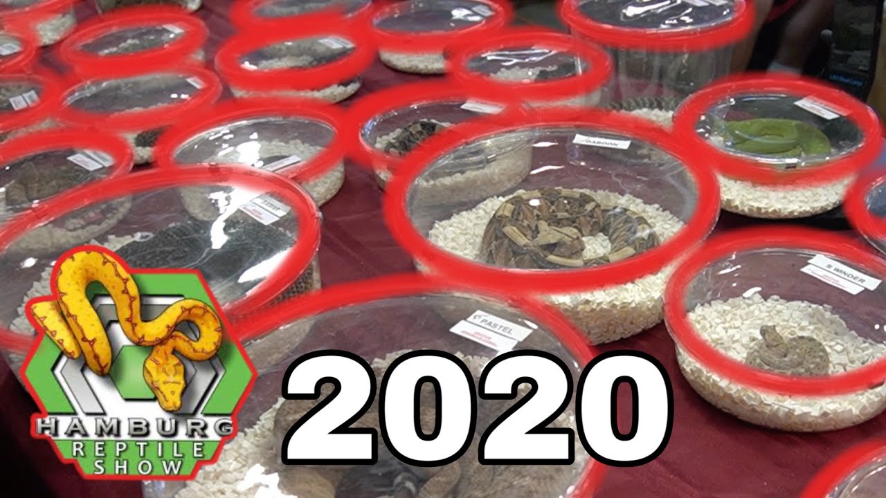 HAMBURG REPTILE SHOW 2020 picked up new venomous!