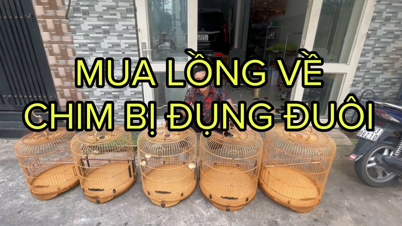 CHỌN LỒNG CHO CHIM CH&Iacute;CH CHO&Egrave; LỬA - HƯỚNG DẪN CHỌN LỒNG CHUẨN |Lồng chim Vũ Minh  | SDT 0908.561.943