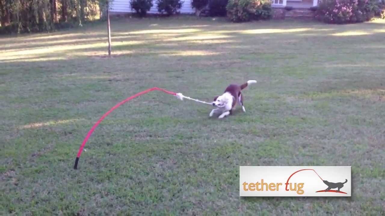 The Best Dog Toy Ever!  Tether Tug Outdoor Dog Toy