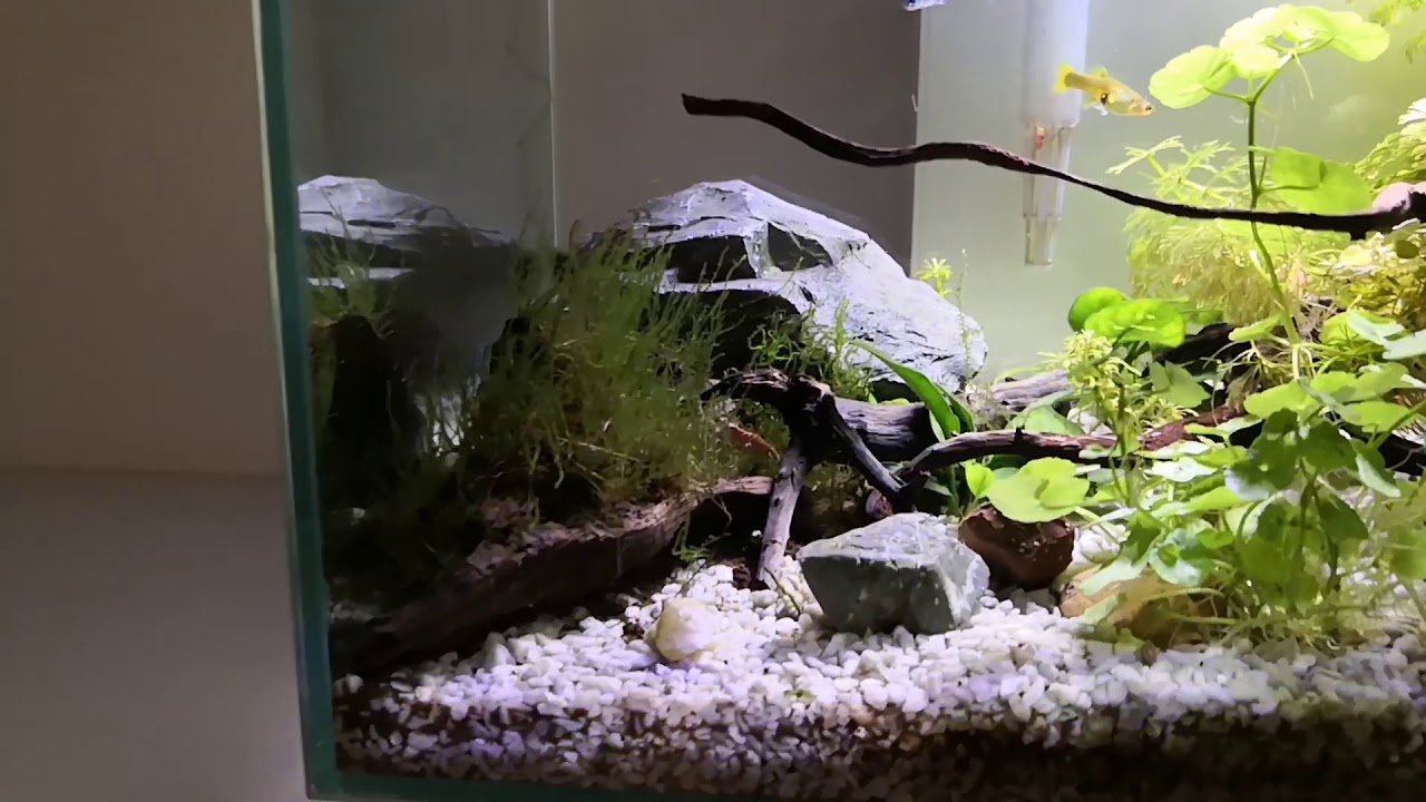 Acquario askoll edge 23 litri