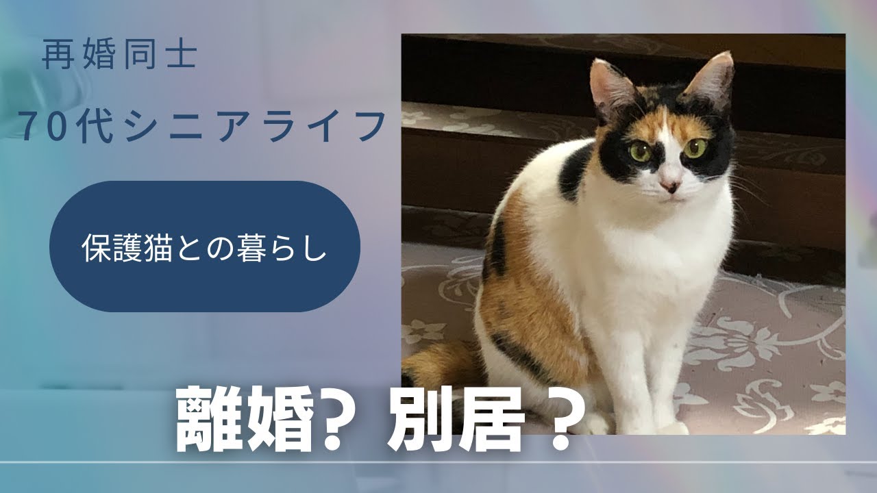 シニア夫婦の保護猫との暮らし　別居生活進行中