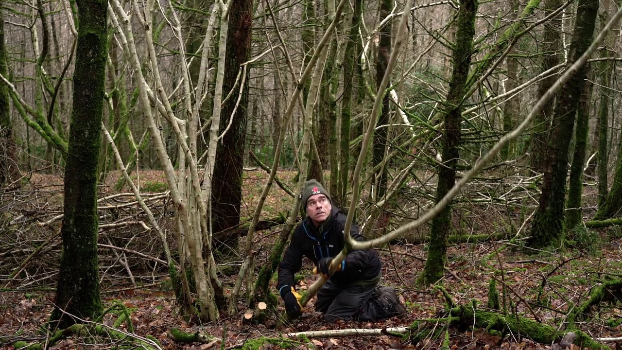 Hazel Coppicing