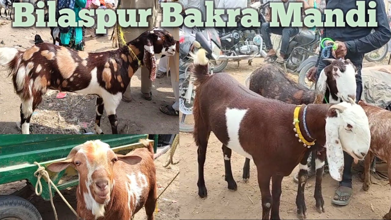 04 05 Bilaspur Bakra Mandi 2024 qurbani ke bakre totapari goat shorts qurbani ka bakra Barbara bakra