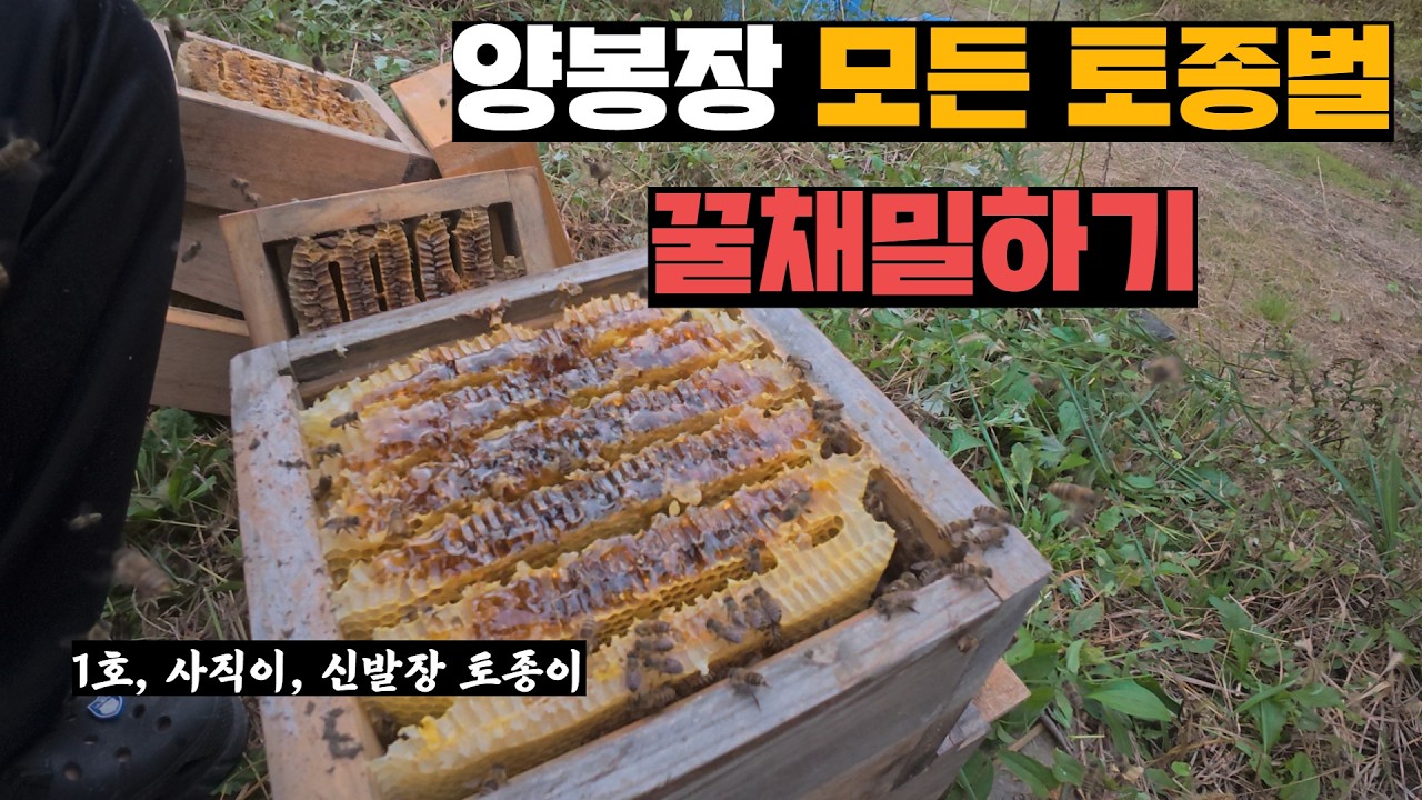 양봉장 토종벌들이 1년 동안 모아둔 토종벌꿀 채밀하기