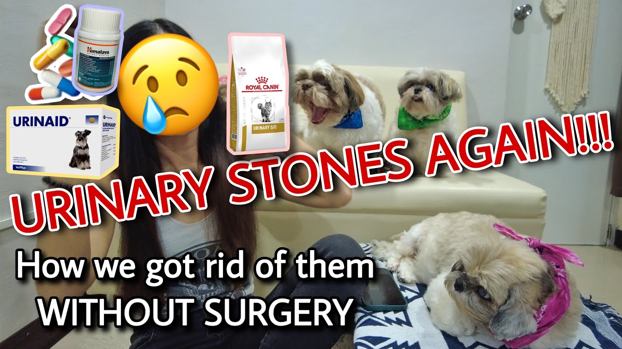 Our dog has urinary stones AGAIN!! | Diet and medications | Shih tzu