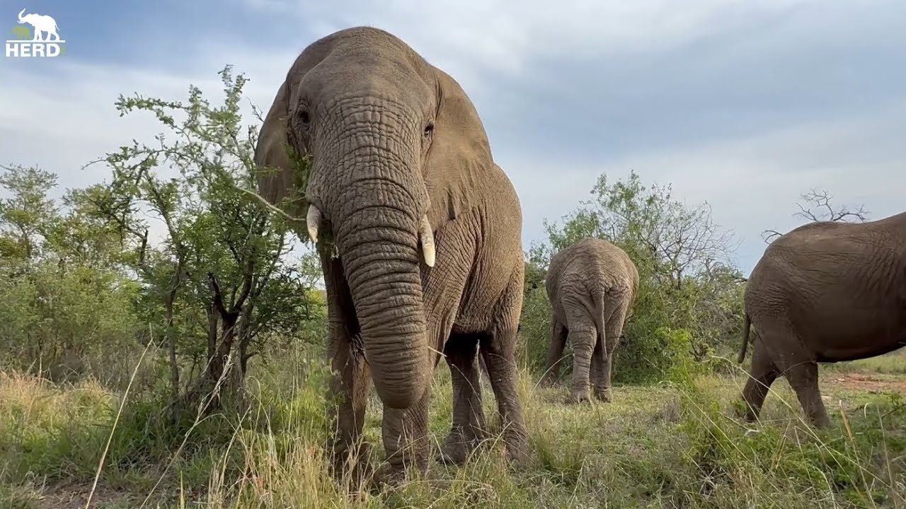 Time with the Elephant Herd as Night Approaches 🐘