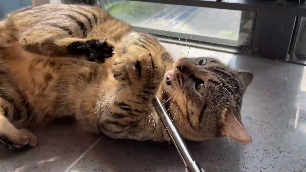 #cat #貓咪日常 #cats