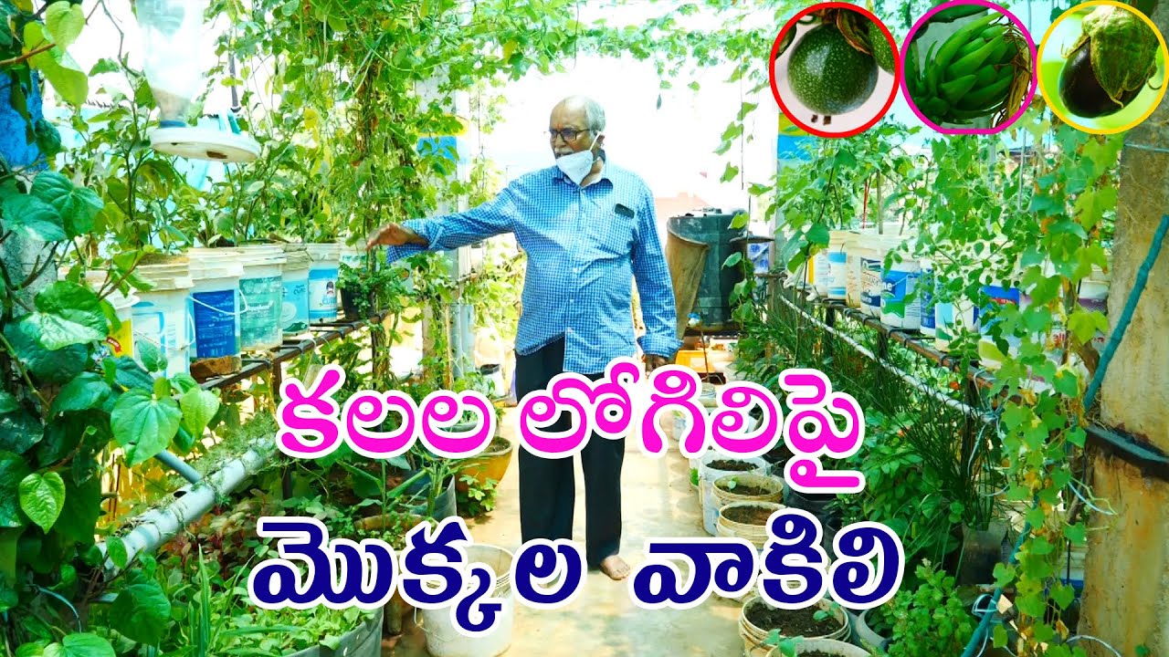 Retirement life peaceful and joyous by terrace garden to Sastry ఔషధ, పూల  పొదరిల్లు 81211 58628