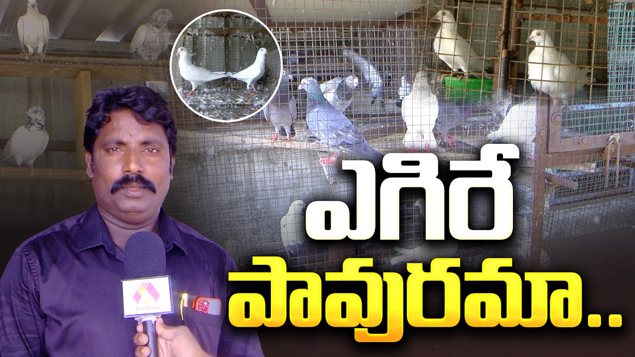 ఎగిరే పావురమా..! | Nellore Dasari Elisha Journey in Pigeon Breeding from Childhood | Aadhan Telugu