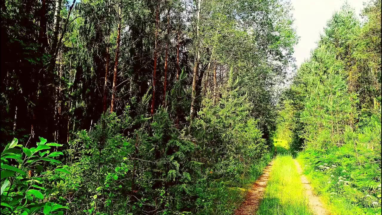 Лесная терапия в формате 4K 🌲 Спокойное пение птиц и целебные звуки природы