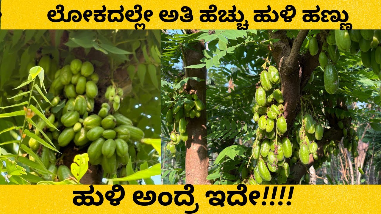 World’s Most Sour Fruit (ಅತ್ಯಂತ ಹುಳಿ ಹಣ್ಣು) | Organic Bilimbi from Village Farm